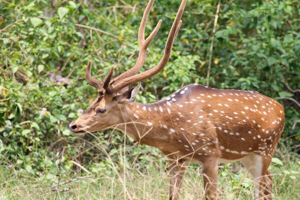 Scenic View Spotted Deer Big Horns Rural Area Stock Picture