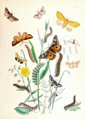 Biyoloji edebiyatı için klasik bir kelebek çizimi.