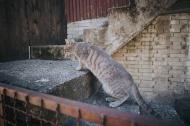Gri bir kedi evin dışındaki merdivenlerden tırmanıyor.