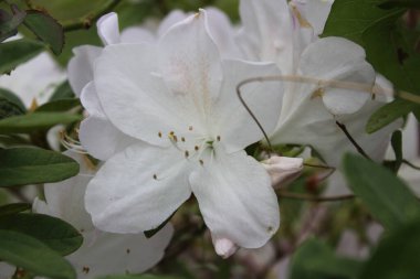 Beyaz açelya rododendronunun seçici odak noktası.