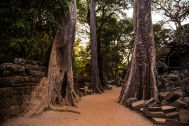 Asya 'daki tarihi Angkor Wat tapınağı yakınlarındaki bir ormanda yürüyen bir patika.