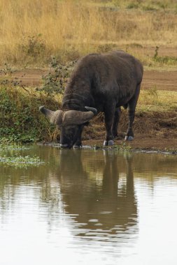 Kenya 'daki Nairobi Ulusal Parkı' ndaki göletten su içen bir Amerikan bizonunun dikey görüntüsü.