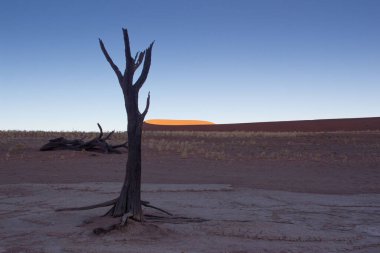 Ölü Vlei Namibya 'da kuru bir akasya ağacı.