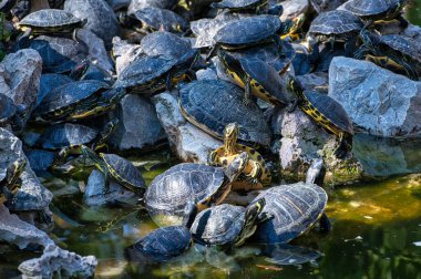 Göldeki kayalıklardaki bir grup sevimli su kaplumbağası.