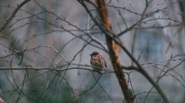 Ormandaki bir ağacın dalında serçenin güzel bir görüntüsü.