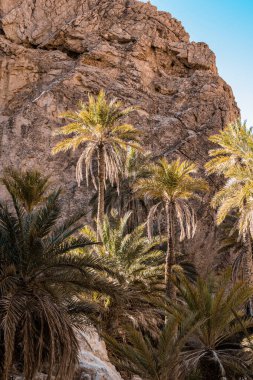 Arka planda, dik yamaçlarda, manzaralı hurma ağaçları.