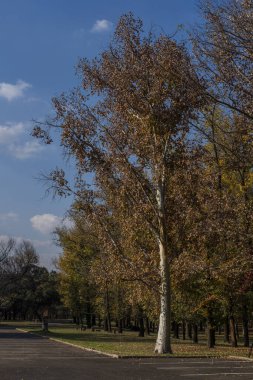 Yol kenarındaki güzel ağaçların dikey görüntüsü.