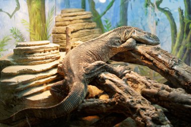 Ormandaki bir ağaçtaki çöl monitörünün yakın çekim görüntüsü.