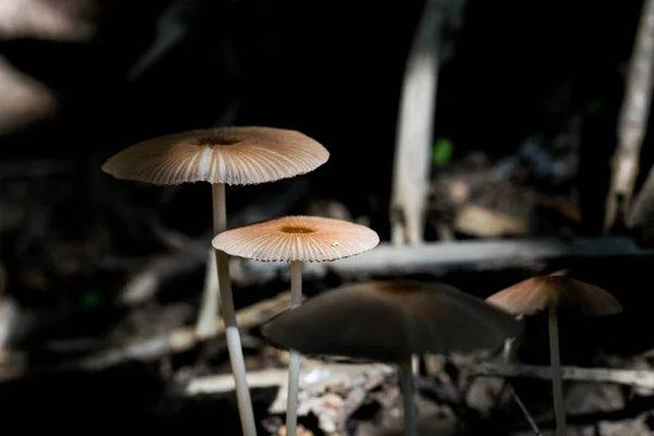 Makroaufnahme Einer Gruppe Kleiner Brauner Pilze Oder Funghi Die Feuchten — Stockfoto
