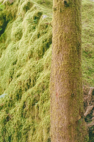 Κάθετη Λήψη Φλοιού Δέντρου Φόντο Πράσινων Λειχήνων — Φωτογραφία Αρχείου