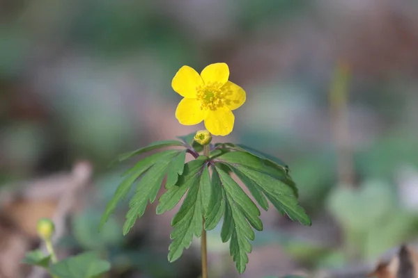 Uma Flor Amarela Bidens Aristosa — Fotografia de Stock