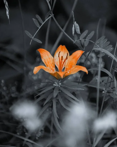 灰色背景上的橙色百合花 — 图库照片