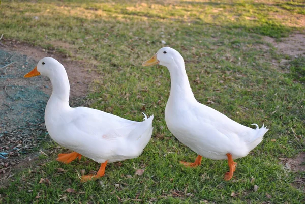 Closeup Two White Geese Walking Ground Covered Green Grass — Stock Photo, Image