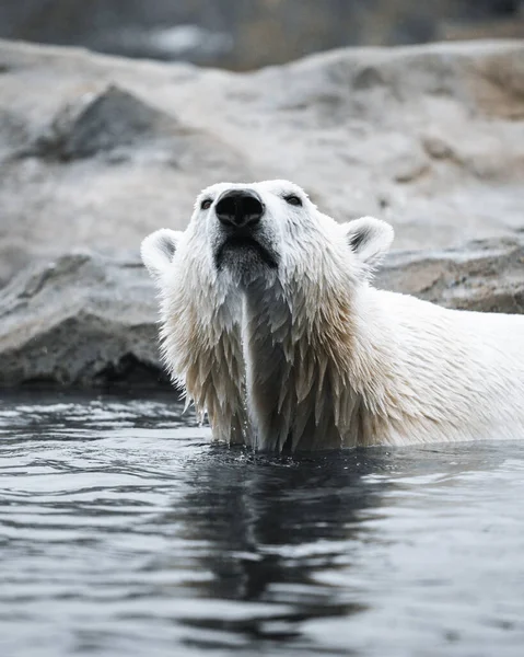Ένα Κοντινό Πλάνο Μια Πολική Αρκούδα Κολυμπάει Στο Νερό Δίπλα — Φωτογραφία Αρχείου