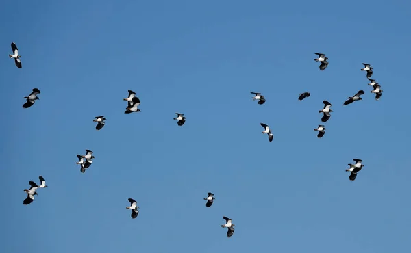 Una Toma Ángulo Bajo Una Bandada Lapwings Volando Cielo Azul — Foto de Stock