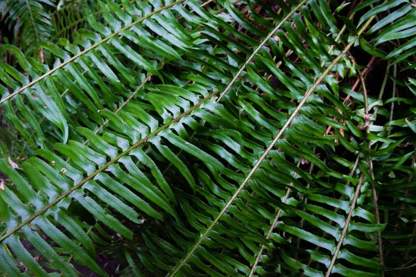 Die Grünen Blätter Und Stängel Von Nephrolepis Wachsen Frühling Garten — Stockfoto