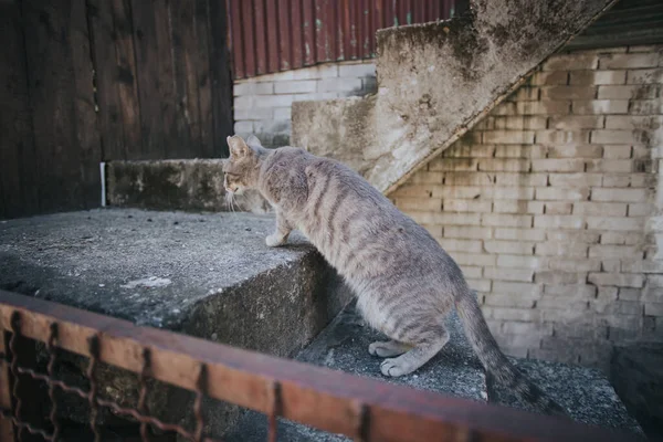 Eine Graue Katze Klettert Eine Treppe Vor Dem Haus Hoch — Stockfoto