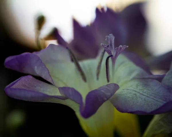 Közelkép Egy Gladiolusról — Stock Fotó
