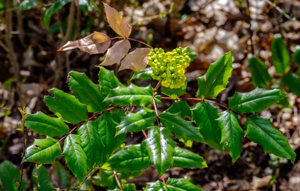 Closeup Shot Green Leaves Oregon Grape Bush — Stock Photo, Image