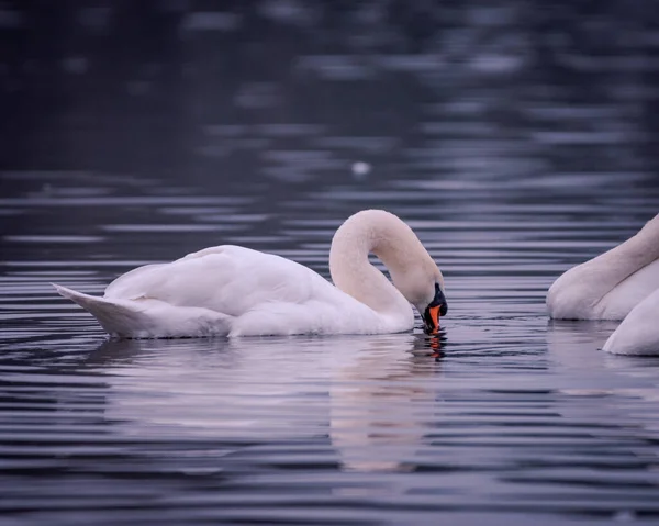 Cisne Bebiendo Agua Mientras Nada Lago — Foto de Stock