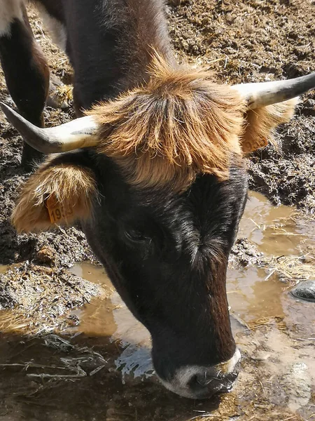 Plan Rapproché Vertical Une Vache Buvant Une Eau Boueuse — Photo