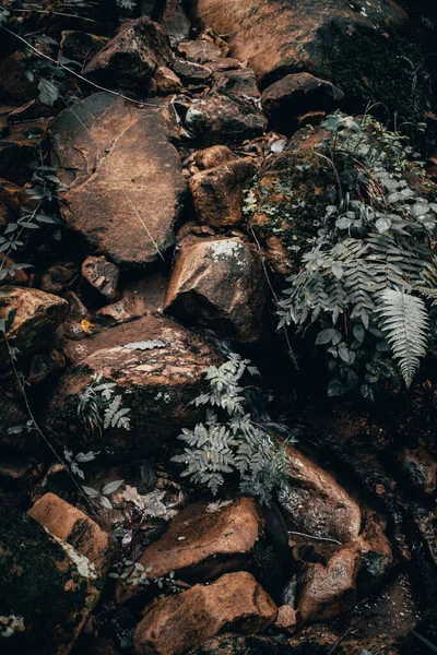 Una Textura Otoñal Rocas Ásperas Trozos Madera Hojas Plantas Bosque —  Fotos de Stock
