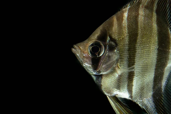 Close Angelfish Listrado Contra Fundo Preto — Fotografia de Stock