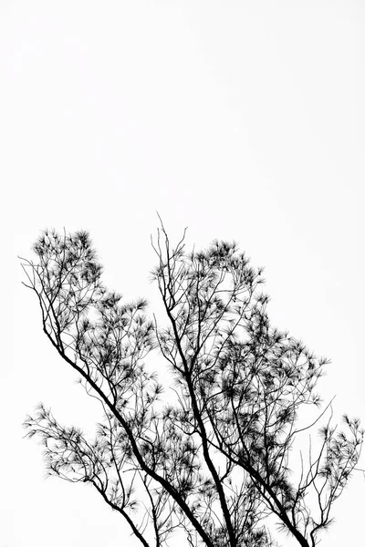 Pion Przybrzeżnego Dębu Casuarina Equisetifolia Przeciw Niebu Bandung Indonezja Szarości — Zdjęcie stockowe