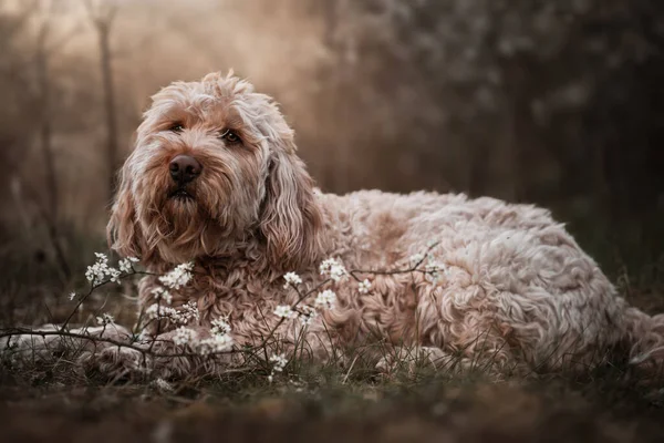 Een Shaggy Hond Liggend Buiten — Stockfoto