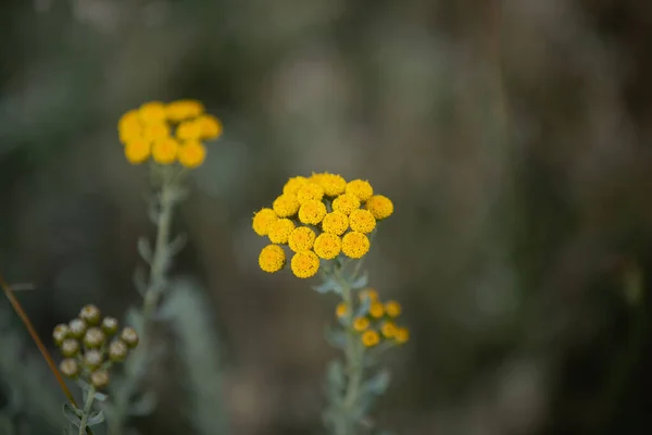 Primo Piano Fiori Gialli — Foto Stock