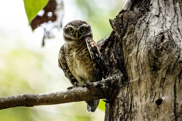 Benekli Bir Baykuşun Ormanda Bulanık Bir Geçmişi Olan Bir Ağaç — Stok fotoğraf