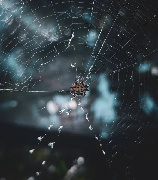 Ein Stacheliger Spinnweber Auf Seinem Spinnnetz Auf Einem Verschwommenen Hintergrund — Stockfoto