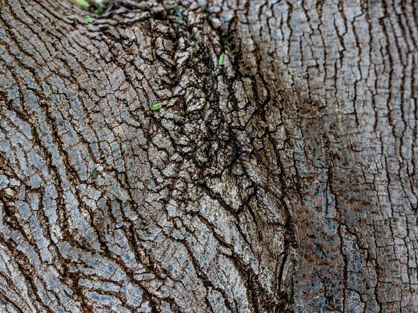 Close Textura Casca Árvore — Fotografia de Stock
