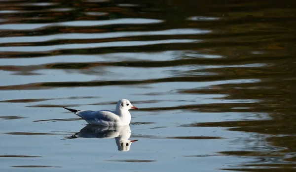 에섹스 호수에서 수영하는 귀여운 갈매기 — 스톡 사진