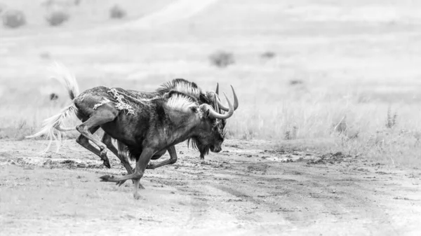Ασπρόμαυρη Φωτογραφία Δύο Black Wildebeest Λασπωμένο Δρόμο Στην Αφρική — Φωτογραφία Αρχείου