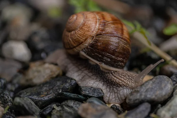 Gros Plan Escargot Sur Des Cailloux — Photo