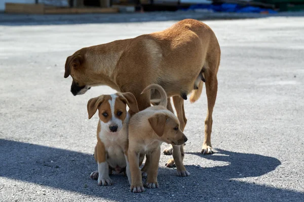 The beautiful shot of a street dog family- mother and puppies