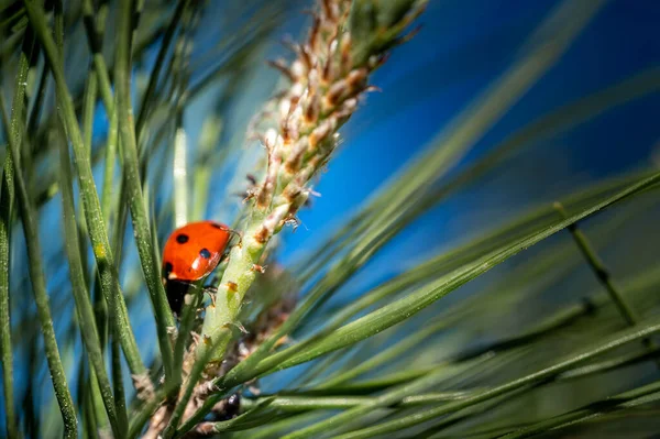 Small Cute Little Ladybug Maritime Pine Branch Sunlight — Stock Photo, Image