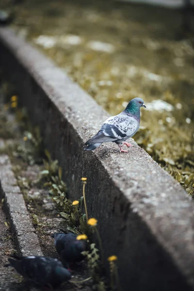 Parkta Yiyecek Arayan Güvercinlerin Dikey Görüntüsü — Stok fotoğraf