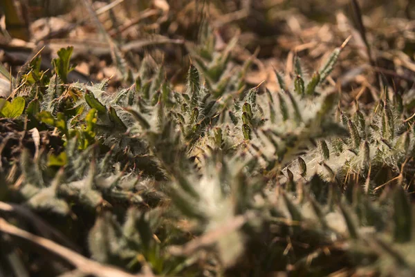 Bulanık Bir Arkaplanda Tüysüz Devedikeni Bitkisinin Carduus Yakın Plan Çekimi — Stok fotoğraf