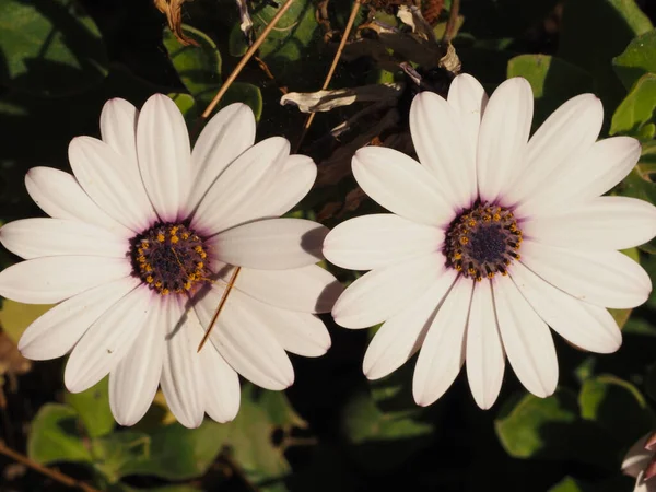Duas Flores Osteospermum Brancas Florescentes — Fotografia de Stock