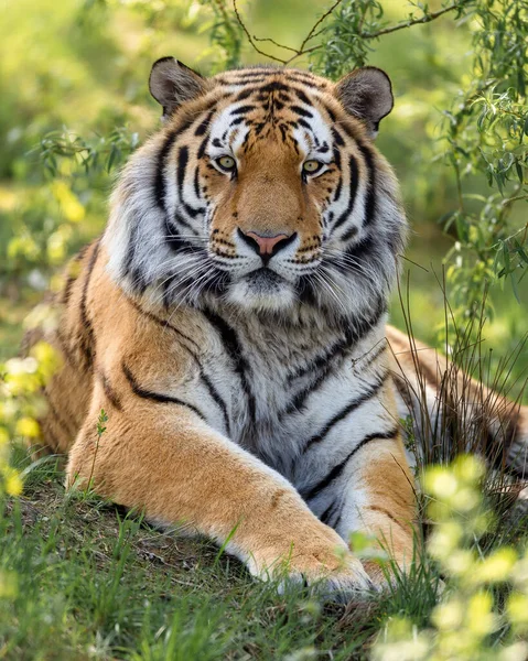 Vertical Closeup Shot Siberian Tiger Sitting Green Ground — Stock Photo, Image