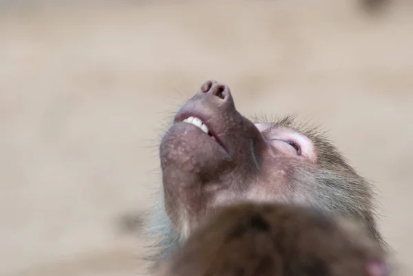 Closeup Baboon Head Looking Upward — Stock Photo, Image