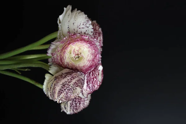 Beyaz Mor Desenli Küçük Bir Düğme Çiçeği Ranunculus Buketinin Dikey — Stok fotoğraf