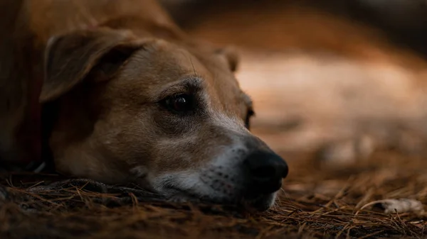 Close Cão Dingo Americano Deitado Grama Seca Ramos Chão — Fotografia de Stock