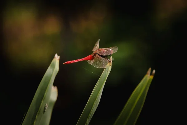 Κοντινό Πλάνο Ενός Κόκκινου Veined Darter Dragonfly Sympetrum Fonscolombii Σκαρφαλωμένο — Φωτογραφία Αρχείου