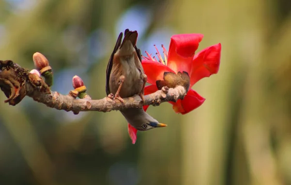 Μια Κοντινή Φωτογραφία Του Πουλιού Στο Δέντρο Μαλαμπάρ Από Μετάξι — Φωτογραφία Αρχείου