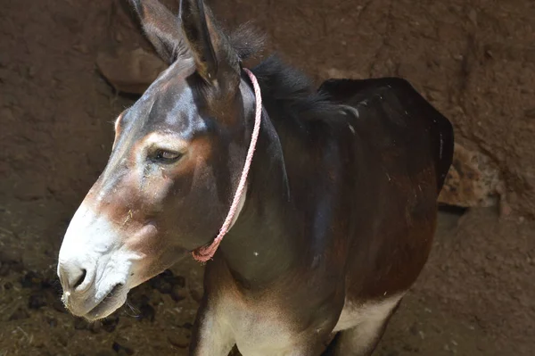 Closeup Shot Balearic Donkey Standing Farm Sunny Day Mud Wall — Stock Photo, Image