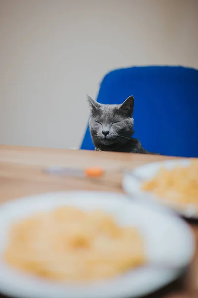 Vertical Shot Closed Eyes Gray Cat Blue Chair Front Food — Stock Photo, Image