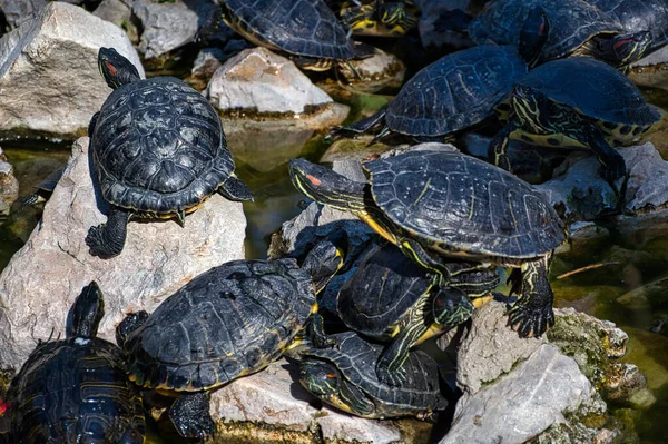 Group Adorable Water Turtles Rocks Lake — Stock Photo, Image